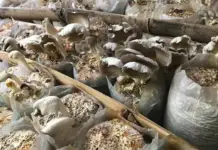 Denny closure: those who act fast to fill supply gaps will score mushrooms