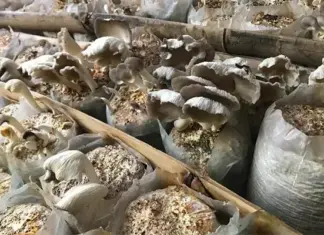 Denny closure: those who act fast to fill supply gaps will score mushrooms