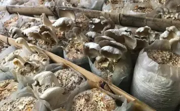 mushrooms