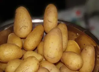 Quality food, not empty calories, is key to solving food insecurity