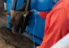 Karan Beef confirms second FMD case at Heidelberg feedlot