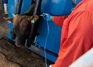 Karan Beef confirms second FMD case at Heidelberg feedlot
