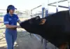 Amé Grobler shares her journey as a lab technician working with cattle genetics