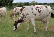 Tompi Seleka agri college: training farmers and supporting communities
