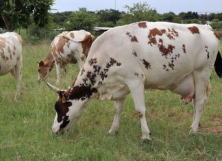 Tompi Seleka agri college: training farmers and supporting communities