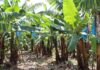 Foreign influence threatens South Africa’s banana industry