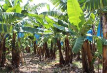 Foreign influence threatens South Africa’s banana industry