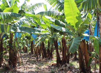 Foreign influence threatens South Africa’s banana industry
