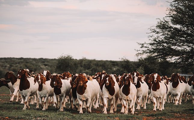 Why our locally bred goats are gaining global popularity