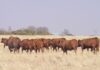 Western Cape takes swift action to contain FMD outbreak