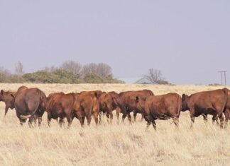 Western Cape takes swift action to contain FMD outbreak