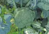 Broccoli: winter crop in year-round rotation