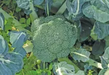 Broccoli: winter crop in year-round rotation