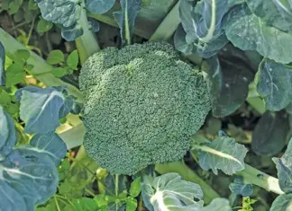 Broccoli: winter crop in year-round rotation