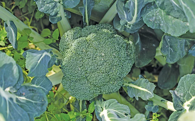 Broccoli: winter crop in year-round rotation