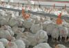 Astral Foods reports double-digit growth after challenging first half