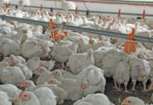 Astral Foods reports double-digit growth after challenging first half