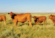 RMIS funds nine new research projects preparing the industry for 2030