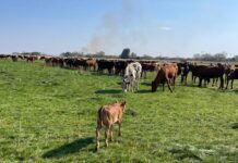Joint ventures to reactivate underutilised farms in Zimbabwe