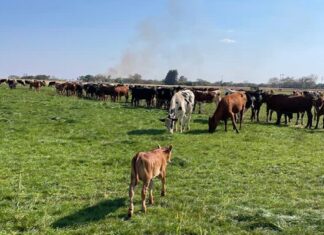 Joint ventures to reactivate underutilised farms in Zimbabwe
