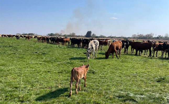 Joint ventures to reactivate underutilised farms in Zimbabwe