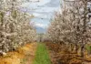 Cherry season is here: big harvest expected in Western Cape Cherry trees
