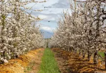 Cherry season is here: big harvest expected in Western Cape Cherry trees