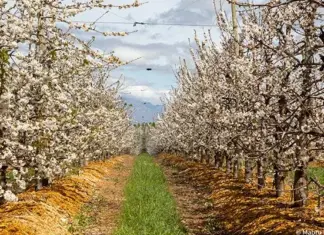 Cherry season is here: big harvest expected in Western Cape Cherry trees