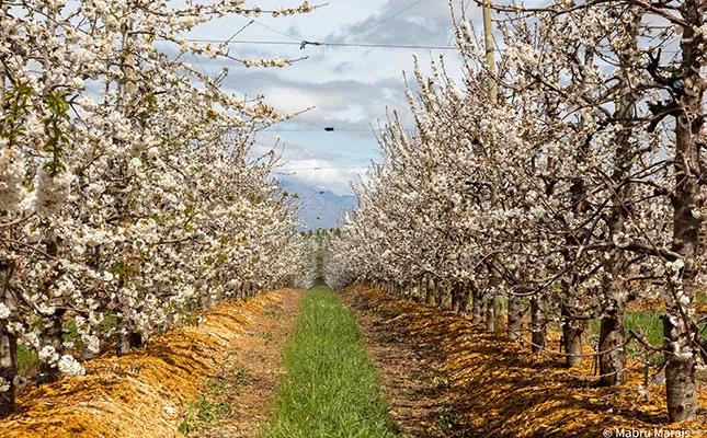 Cherry season is here: big harvest expected in Western Cape Cherry trees
