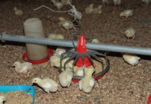 Big win for poultry industry