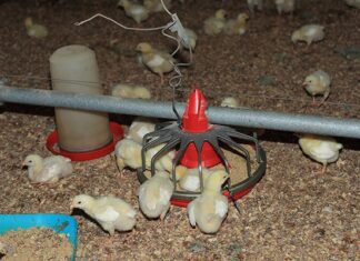 Big win for poultry industry