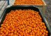 Record-breaking season for SA citrus industry