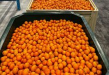 Record-breaking season for SA citrus industry