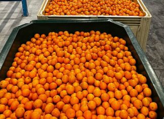 Record-breaking season for SA citrus industry