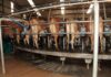 Weak economy, uncertainty, fewer producers driving global dairy prices