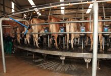 Weak economy, uncertainty, fewer producers driving global dairy prices