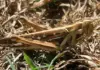 New real-time locust outbreak tracking tool from AgriSA