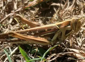 New real-time locust outbreak tracking tool from AgriSA