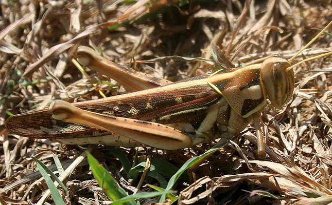 New real-time locust outbreak tracking tool from AgriSA