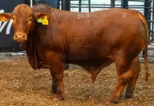 Top livestock shine at 2025 Royal Fat Stock Show and Carcass Competition