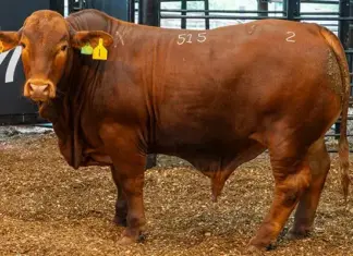 Top livestock shine at 2025 Royal Fat Stock Show and Carcass Competition