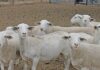 The Dorper: a home-grown meat sheep