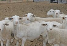 The Dorper: a home-grown meat sheep