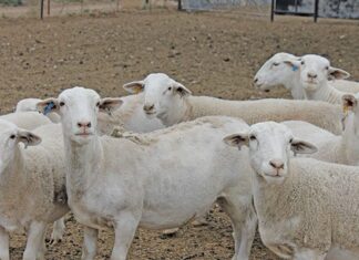 The Dorper: a home-grown meat sheep