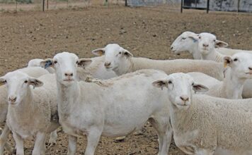 The Dorper: a home-grown meat sheep