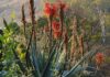 Big boost for indigenous and medicinal crop production