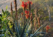 Big boost for indigenous and medicinal crop production