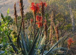 Big boost for indigenous and medicinal crop production