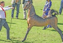 How the SA Saddlebred has built a global reputation