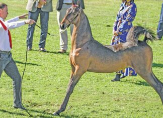 How the SA Saddlebred has built a global reputation